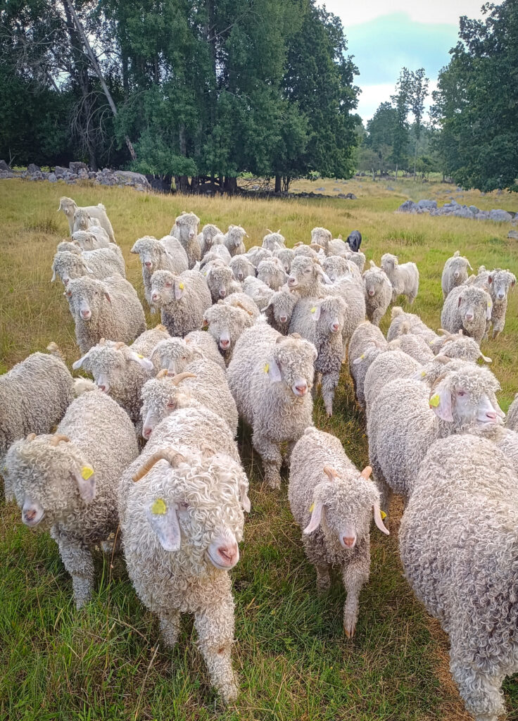Skåningsmåla Mohair