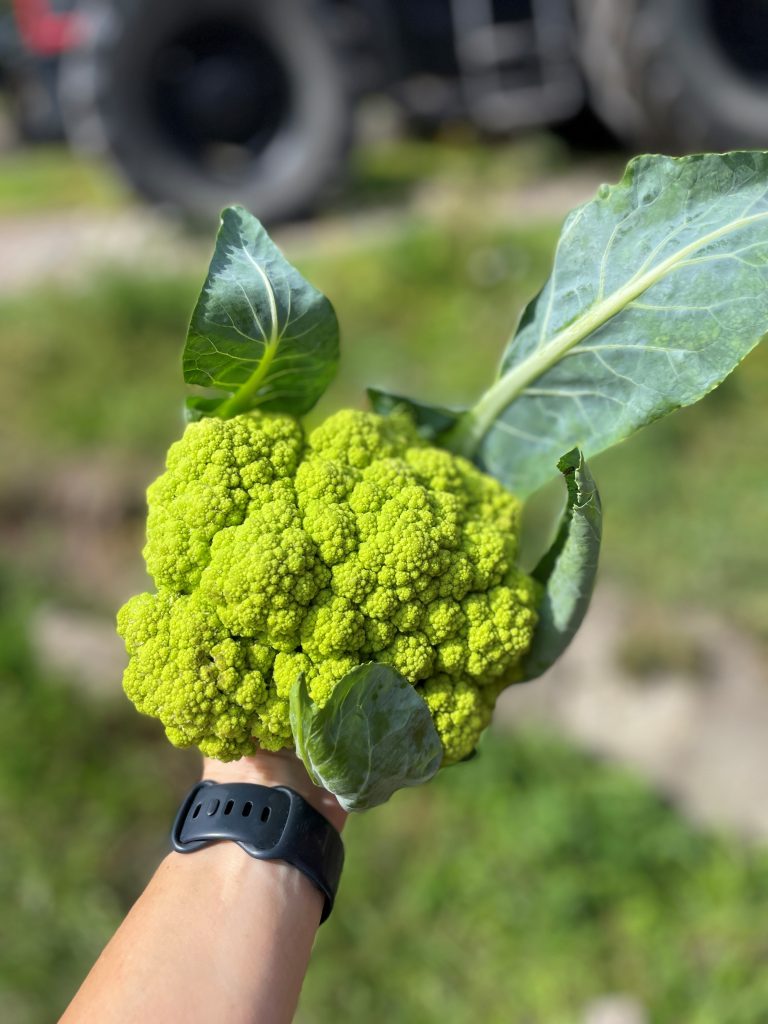 En hand som håller ett blomkålshuvud.