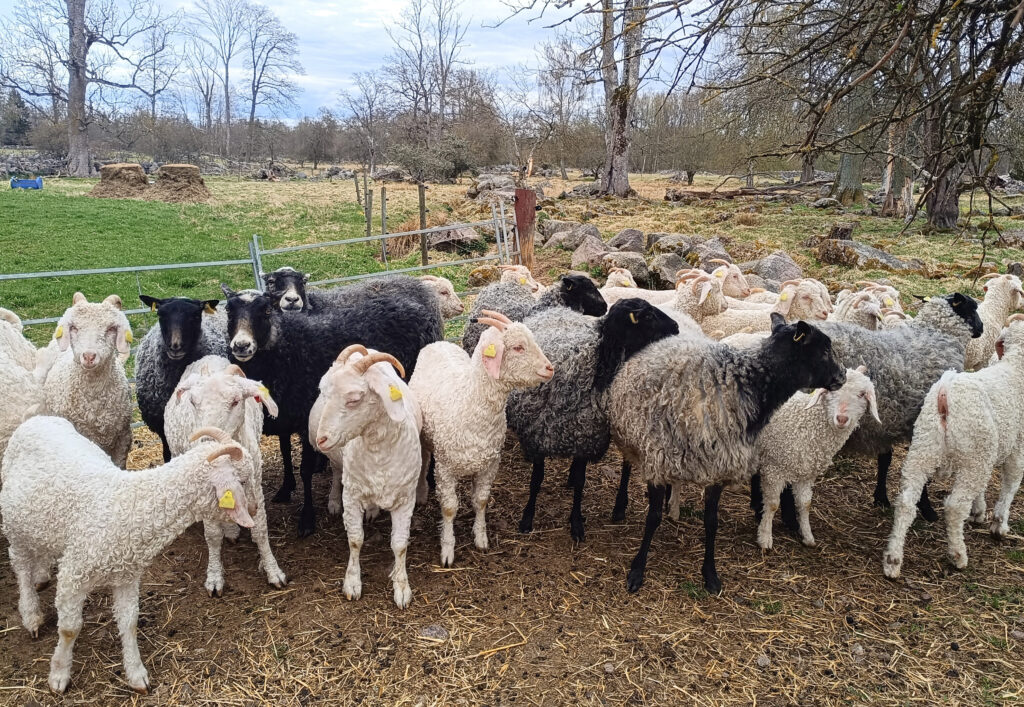 flock med getter