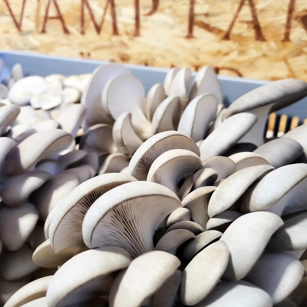 Svamp Farm Öland
