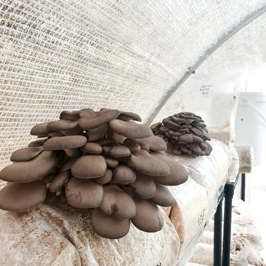 oyster.jpg